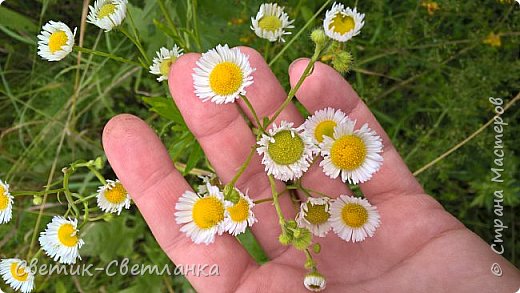 Похожи на Аптекарскую, но гораздо мельче и с коротенькими лепесточками. (фото 22)