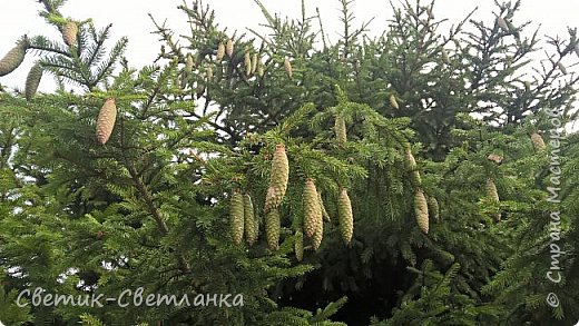 Увидела такие вот симпатичные шишки и не смогла пройти мимо ?  (фото 26)