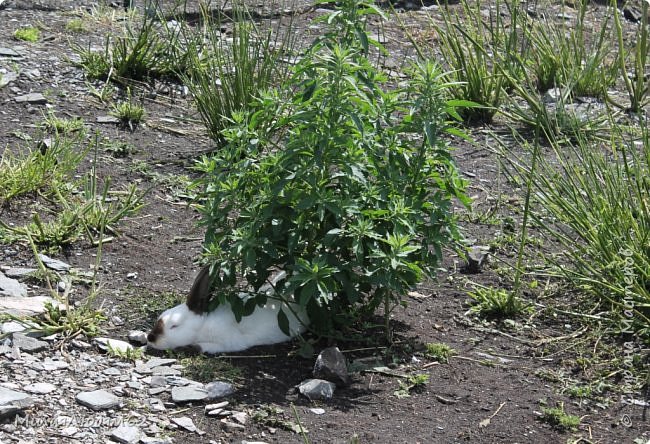 а белый устроился под кустиком, тоже немного тенечка (фото 4)