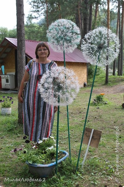 очень большие одуванчики (фото 55)