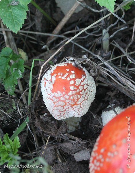 Грибная пора на колдовском озере. (фото 50)