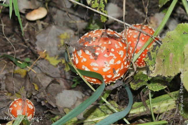 Грибная пора на колдовском озере. (фото 76)