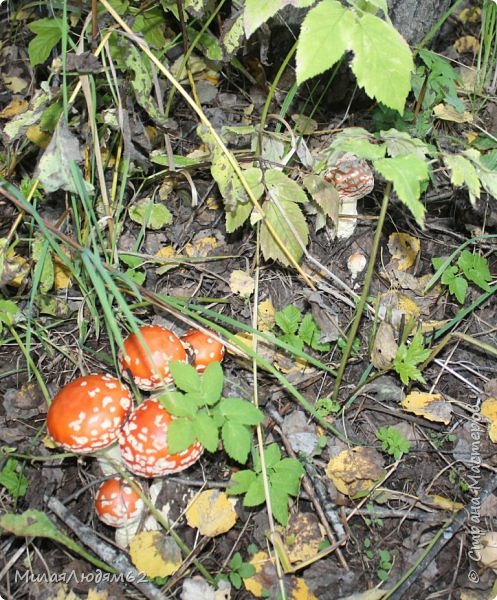 Грибная пора на колдовском озере. (фото 88)