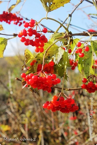 "Люблю я пышное природы увяданье!.." (фото 31)