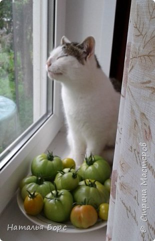  Как я уже говорил, помидоры меня не интересуют, а вот ЛЕТО!.. Но как и всё хорошее, оно быстро заканчивается. На сей раз зимовать меня повезли в Москву.

 (фото 44)