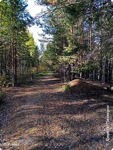 Иду по лесной тропинке, боровики собираю. и вроде внимательно так смотрю, а оглянусь - ещё стоит. Они в одиночку никогда не растут, а малыми или большими семьями, так что рядом с одним надо искать «соседей». (фото 26)