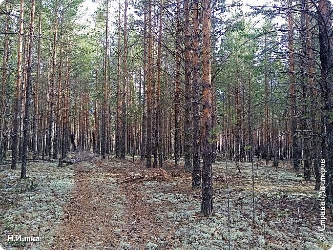 В лесу то как хорошо! Хотели беленьких, но пока нет. Едем, смотрю полоска поперёк дороги, будто маленький бульдозер прошёл, не поняла ... Оказывается, крот. Ничего себе! (фото 7)