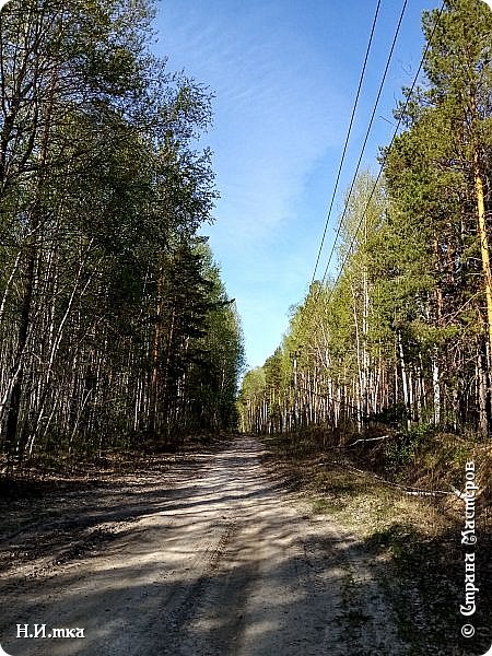 Собирали на опушке леса вдоль лесной дорожки. (фото 4)