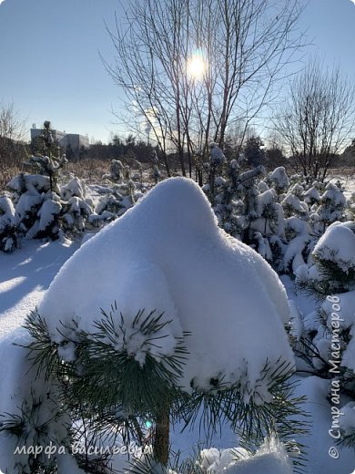 Прогулка по опушке леса.  (фото 13)