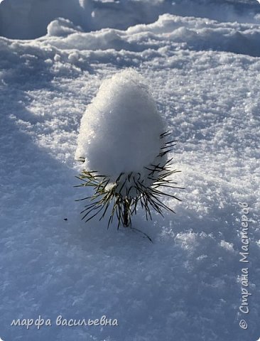 Прогулка по опушке леса.  (фото 6)