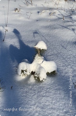 Прогулка по опушке леса.  (фото 12)