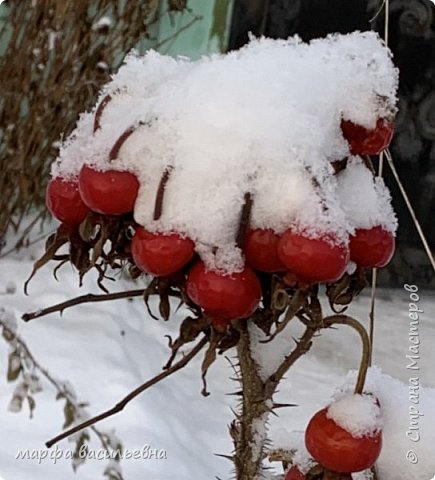 Прогулка по опушке леса.  (фото 30)