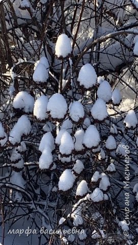 Прогулка по опушке леса.  (фото 29)