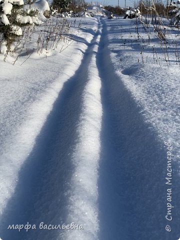 Прогулка по опушке леса.  (фото 15)