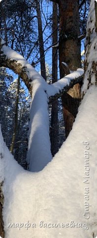 Прогулка по опушке леса.  (фото 16)