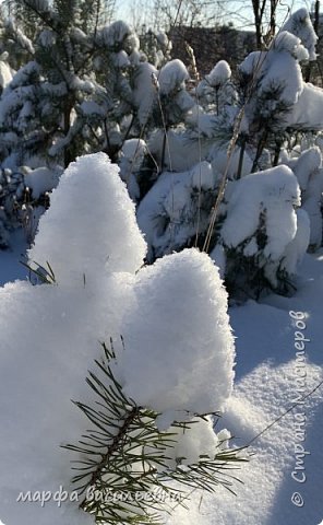 Прогулка по опушке леса.  (фото 5)