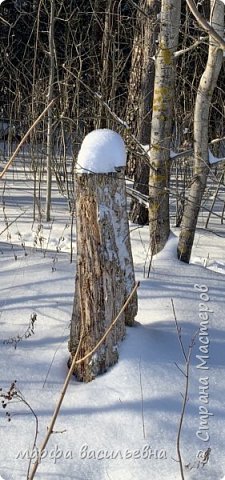 Прогулка по опушке леса.  (фото 20)