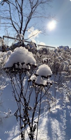 Прогулка по опушке леса.  (фото 8)