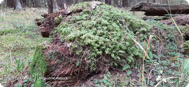 Земля для цветов и рассады от "Матушки природы" (фото 3)