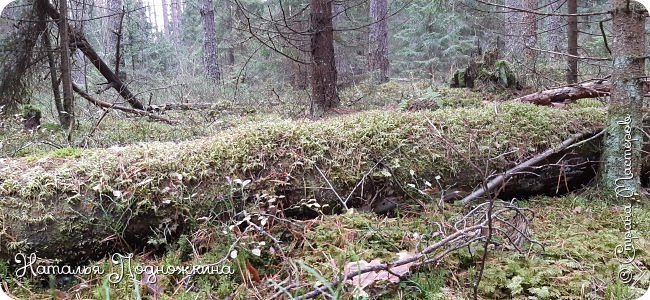 Земля для цветов и рассады от "Матушки природы" (фото 4)