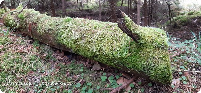 Земля для цветов и рассады от "Матушки природы" (фото 5)