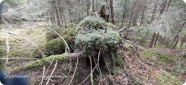 Земля для цветов и рассады от "Матушки природы" (фото 7)