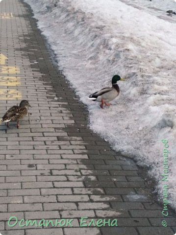 С романтического свидания возвращаются. (фото 4)