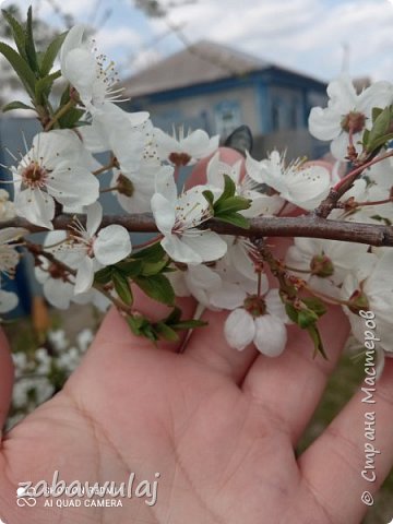 Цветочки, очень уж красивые.. Май, самый любимый месяц... Даже вчерашний ливень, этого впечатления не испортил... Интернет лишь плохо работал, я раз пять пыталась добавить текст...  (фото 3)