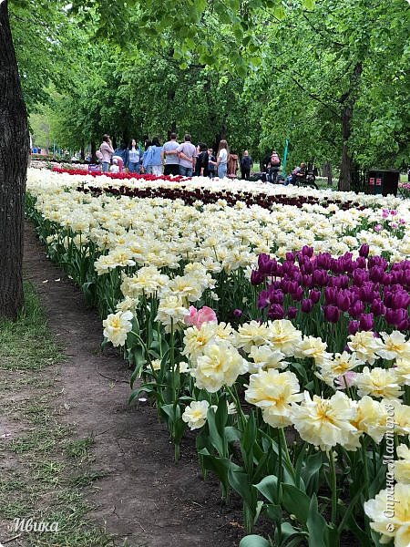 Просто общий вид на клумбу. (фото 14)