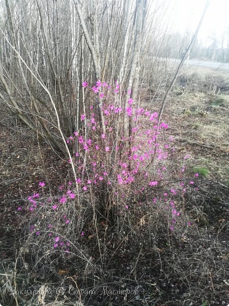 В пути повстречали куст багульника: (фото 40)