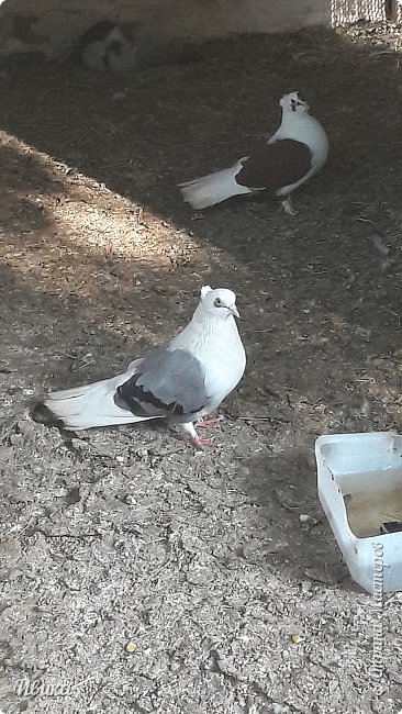 Хохлатые голуби. 
Голубей там было великое множество, но все улетели на шестки.
Вот эти остались. (фото 31)