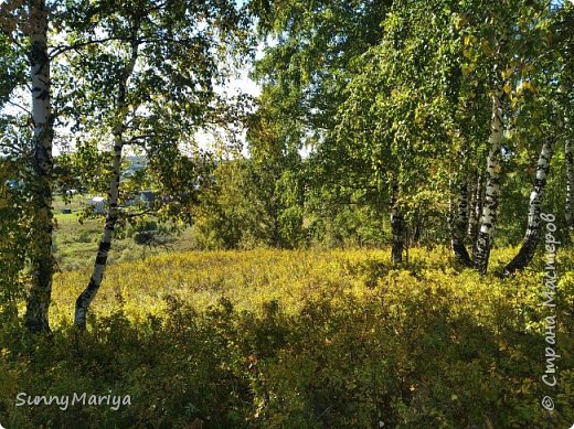 Тут понравилось сочетание зелени и золота, света и тени. (фото 18)