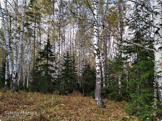 В березняке елочки выросли.  (фото 16)