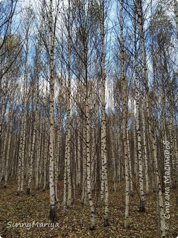 Сходила в свой любимый березовый лесок. Люблю там бродить... И думать... Жаль, зимой нельзя там побывать... (фото 31)