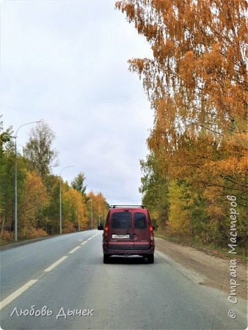 Старые березы особенно красивы и раскидисты.  (фото 8)