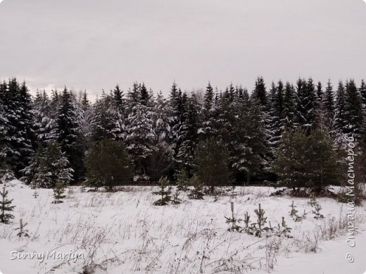 С дороги вид на лес. (фото 2)