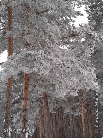 Начало парка. Сосенки. Кружевные! (фото 3)