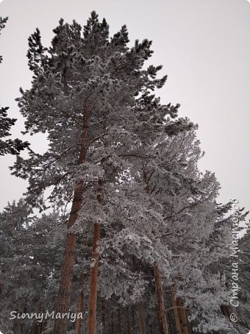 Иду по аллейке. Красотища... (фото 4)