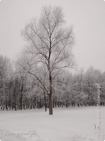 Перехожу ко второй части парка. Там уже лиственные деревья. Эх, если бы могла, вот это бы нарисовала... (фото 12)