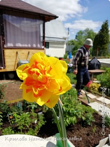 Этот нарцисс купила на рынке, всего один. Стоял на столе, ждал пока его посадят. (фото 16)