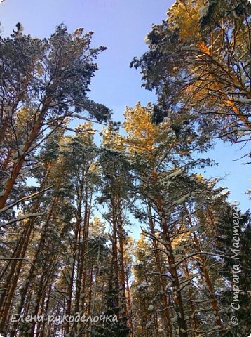 Был чудесный солнечный денёк и я решила прогуляться во время обеда.
Красота зимнего леса... 
А на макушках сосен играет солнышко))) (фото 12)