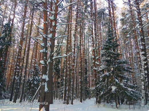 Всё в снегу...
Очень красиво... (фото 17)