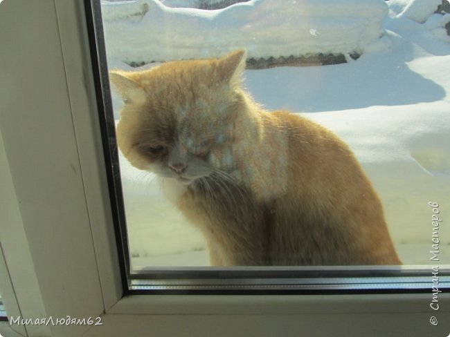 А это как то в конце января  начале февраляповадился к насм соседский кот. Запрыгнет на откос кухонного окна и сидит. А потом еще и лапой стал в окно стучать, чтобы запустили ))) (фото 22)