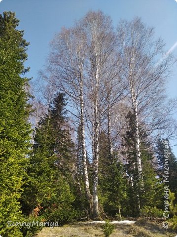 Всем весенний сибирский привет! Я открыла сезон лесных прогулок) Снега почти нет уже. Местами островочки мелькают снежные. А воздух... Ммммм))) (фото 1)