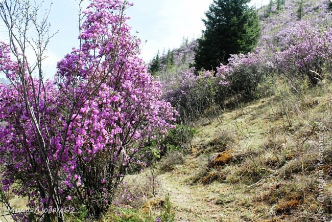 Вот видно, что основная масса кустов более бледная (фото 24)