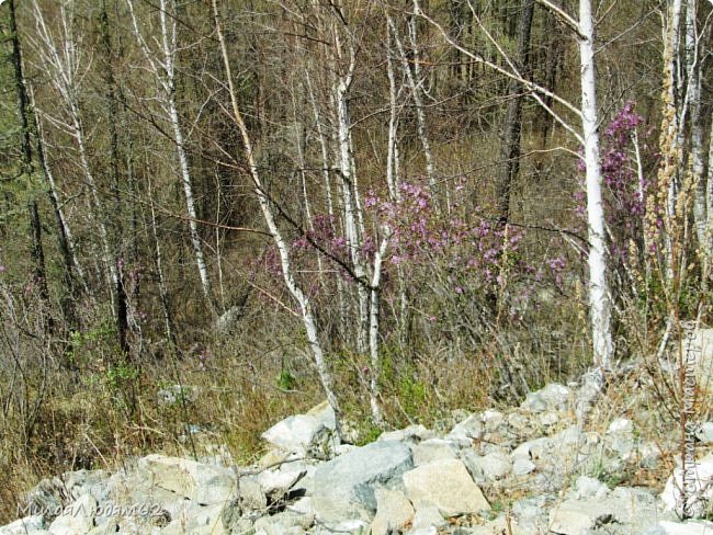 Вечерняя поездка на другой берег Чуи.Яки.  Чемал. (фото 77)