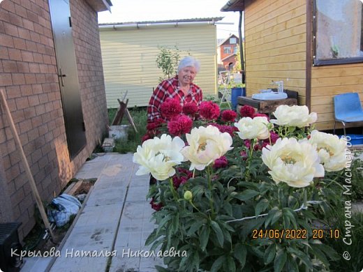 Пион " Коралл Сансет", его последнее цветение.
Становиться молочно-белого цвета (фото 4)