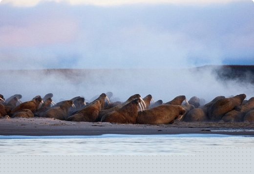 Животный мир Арктики тоже привлекателен для фотосессий.
Лежбище моржей (фото 21)