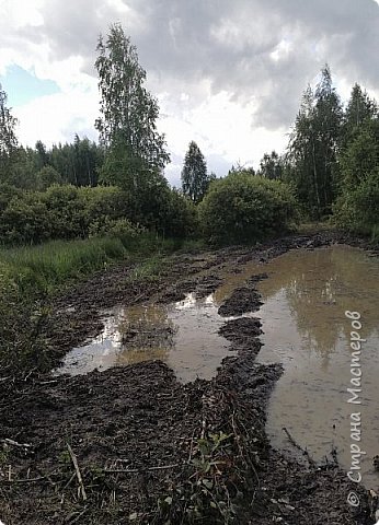 А это мы добрались до места за груздями, иди пешком по лесной тропе ещё км, но нас встретило болоте))) посередине не пройти, скраю рогоз и камыш, кочки болот стой травы.
Я стояла и смотрела, как проходят люди и понимала, что могу увязнуть ( я девочка крупненькая), да и сапог у меня нет, ну не люблю я в них по лесу ходить, как будто кг 10 ещё за собой таскаешь.
Взяла галоши, но их просто можно было оставить там)))
Долго смотрела, хотелось плакать, когда мы добрались до места, к нам выходят грибники с полными шетровскими вёдрами груздей, а я боюсь в этом болоте завязнуть. (фото 21)