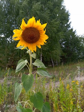 Подошла его сфотографировать,у нас это редкость) (фото 21)